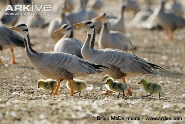 Adult geese with young