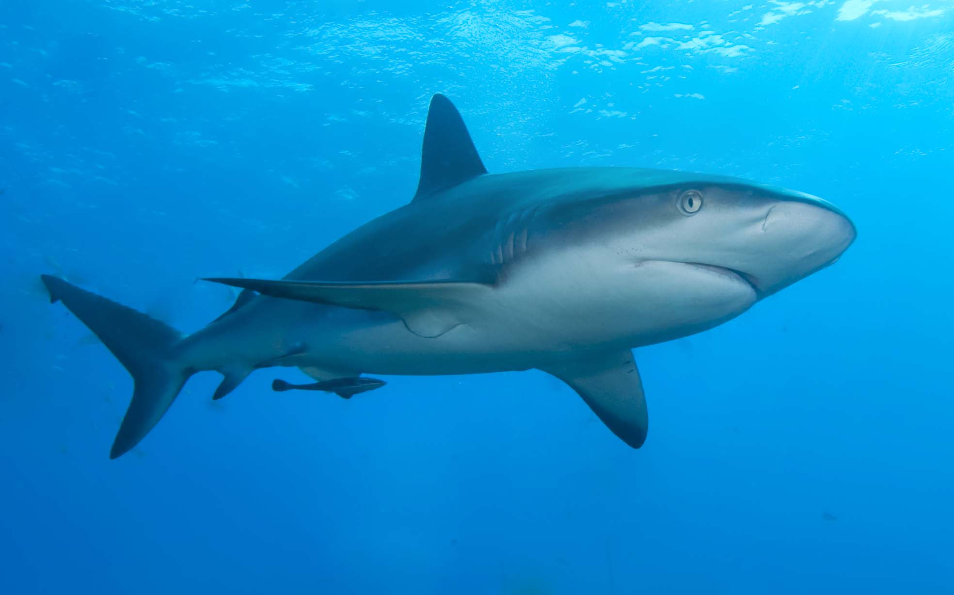 2019  Shark nets destructive and ineffective, study finds